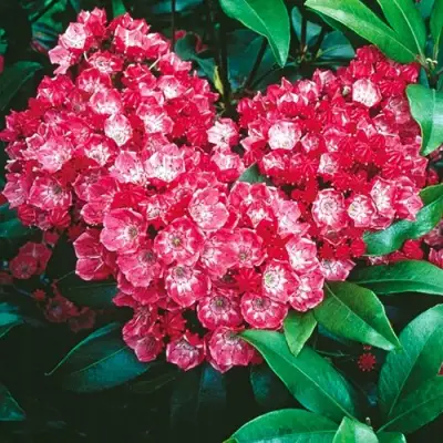 Кальмия КАРДИНАЛ в Дзержинске