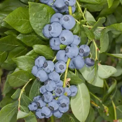 Голубика ЛИБЕРТИ в Дзержинске