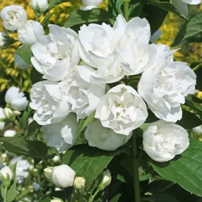 Жасмин махровый в Дзержинске