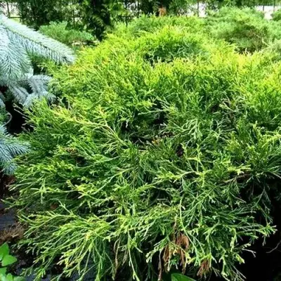 Кипарисовик ФИЛИФЕРА АУРЕА ВАРИЕГАТТА горохоплодный в Дзержинске