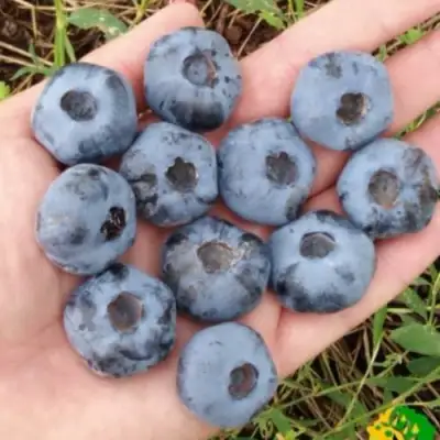 Голубика ЧАНДЛЕР в Дзержинске