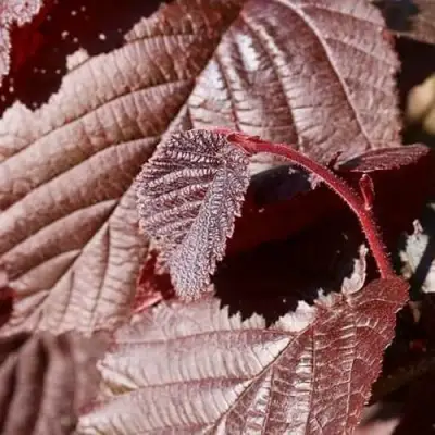 Фундук СИРЕНА в Дзержинске