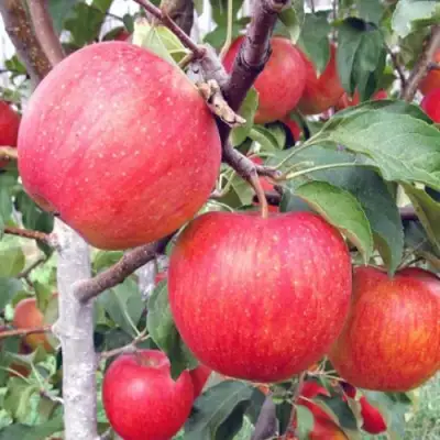 Яблоня ЖЕНЕВА (ЖЕНЕВА ЭРЛИ) в Дзержинске