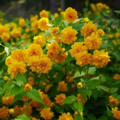 Керрия японская ПЛЕНИФЛОРА в Дзержинске