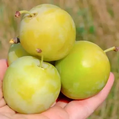 Слива РЕНКЛОД ранний в Дзержинске