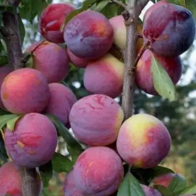 Слива ИМПЕРИАЛ колонновидная в Дзержинске