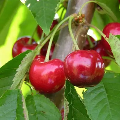 саженцы черешни 15-26-5