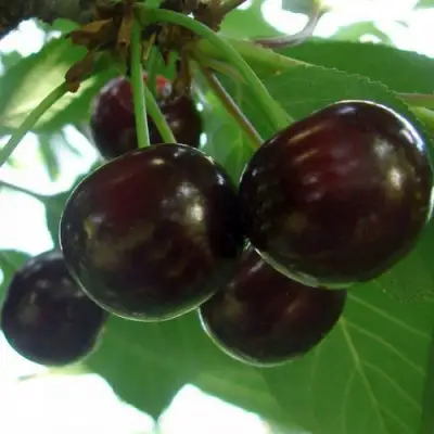 Дюк КСЕНИЯ (ЧЕРЕВИШНЯ) в Дзержинске