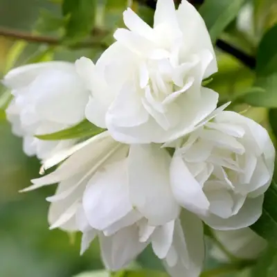 Жасмин МАНТО Д’ЭРМИН в Дзержинске