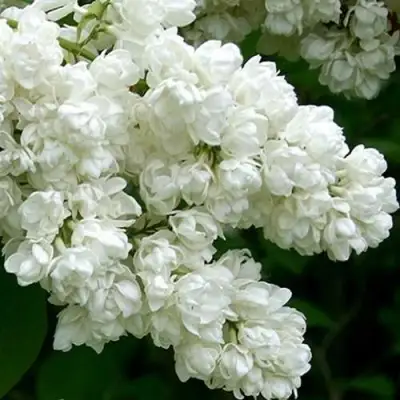 Сирень ПАМЯТЬ О КОЛЕСНИКОВЕ в Дзержинске