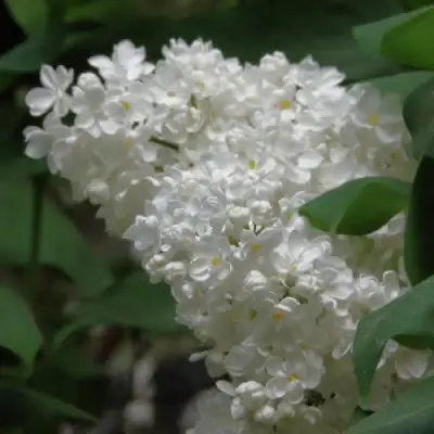 Сирень РУССКИЙ СЕВЕР в Дзержинске