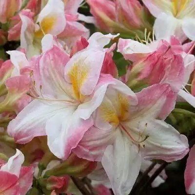 Азалия САТОМИ японская в Дзержинске