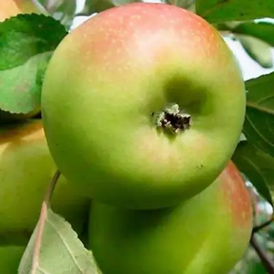 Яблоня БРАТ ЧУДНОГО стелющаяся в Дзержинске