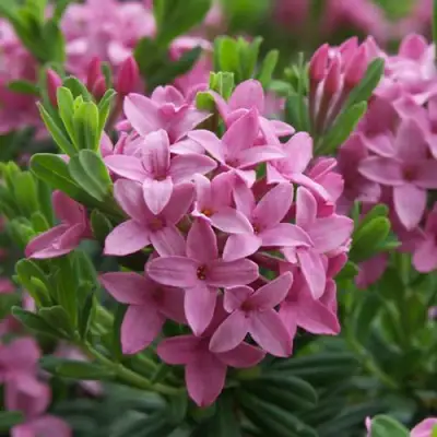 Волчеягодник КОЛЛИНА ГАРАЛЕНС в Дзержинске