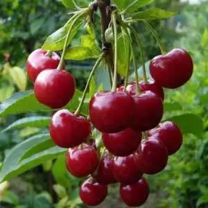 Дюк ФАКЕЛ в Дзержинске