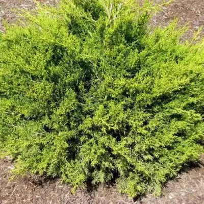 Можжевельник ИЗАБЕЛИН китайский в Дзержинске