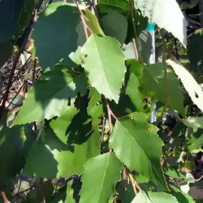 Береза САММЕР КАСКАД черная в Дзержинске