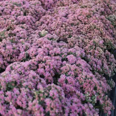 Очиток (седум) САНСПАРКЛЕР ЛАЙМ ЗИНГЕР в Дзержинске