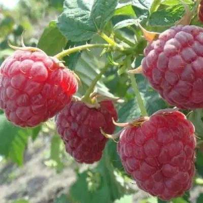 Малина БРУСИЛОВСКАЯ в Дзержинске