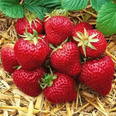 Клубника ХОНЕЙ в Дзержинске