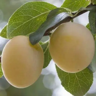 Слива УТРО в Дзержинске