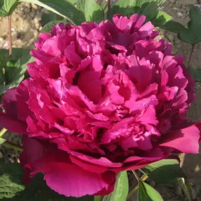 Пион ТАЙНАЯ СТРАСТЬ древовидный в Дзержинске