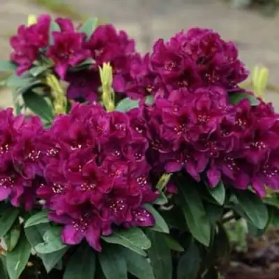 Рододендрон КАЛИ в Дзержинске