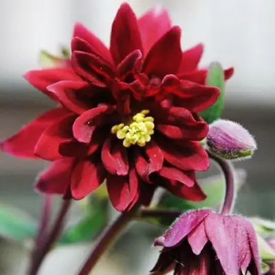 Аквилегия РУБИ ПОРТ обыкновенная в Дзержинске