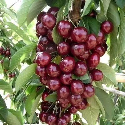 Черешня СИЛЬВИЯ колоновидная в Дзержинске