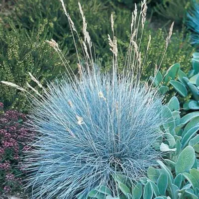 Овсяница АЙСФОГЕЛЬ сизая в Дзержинске