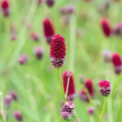 Кровохлебка БИТЛВИНГЗ в Дзержинске