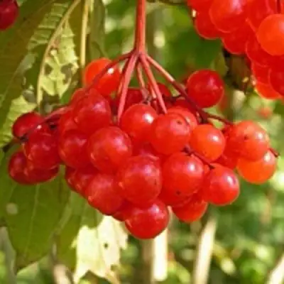 Калина ПАМЯТИ ВАЛЕНТИНЫ в Дзержинске