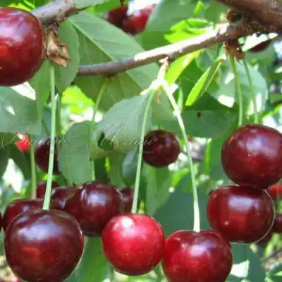 Дюк ИВАНОВНА в Дзержинске