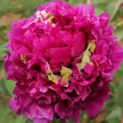 Пион ПОЛЕТ ЛАСТОЧКИ древовидный в Дзержинске