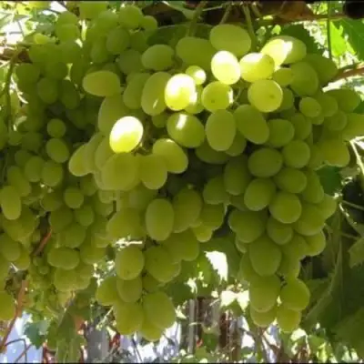 Виноград ИЛЬЯ  в Дзержинске