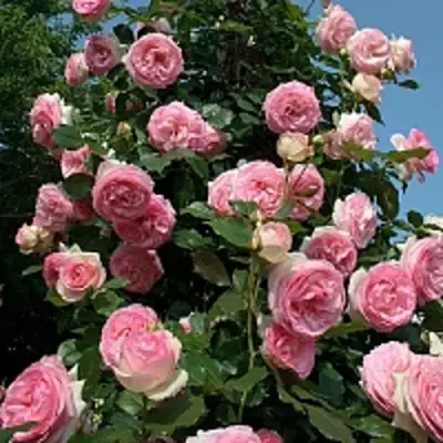 Роза ПЬЕР ДЕ РОНСАР плетистая в Дзержинске