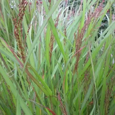 Просо ВЭРРИОР прутьевидное в Дзержинске