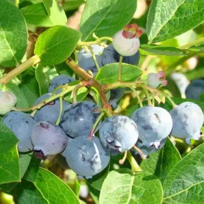 Голубика БЛЮДЖЕЙ в Дзержинске