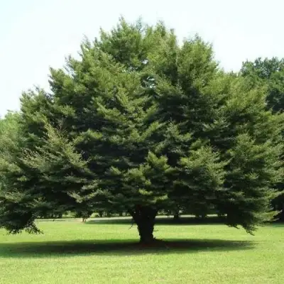 Бук обыкновенный в Дзержинске