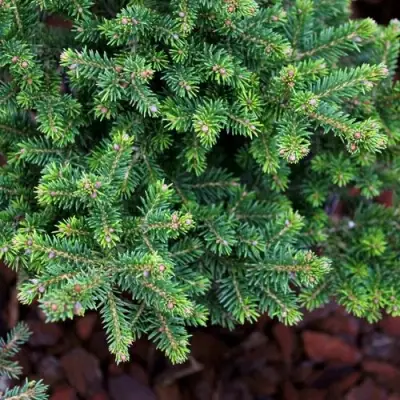 Ель ВИЛС ЦВЕРГ обыкновенная в Дзержинске