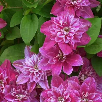 Клематис МАЙ ДАРЛИНГ  в Дзержинске