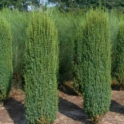 Можжевельник ХИБЕРНИКА обыкновенный  в Дзержинске