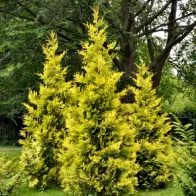 Туя ГОЛДЕН БРАБАНТ западная в Дзержинске