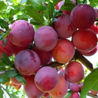 Слива НЕКТАРИННАЯ АРОМАТНАЯ в Дзержинске