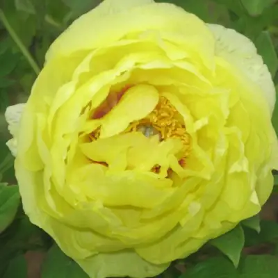 Пион ЗОЛОТО ПОДНЕБЕСНОЙ древовидный в Дзержинске