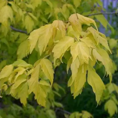 Клен ясенелистный в Дзержинске