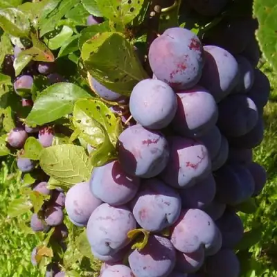 Слива НАГРАДА НЕМАНСКАЯ в Дзержинске