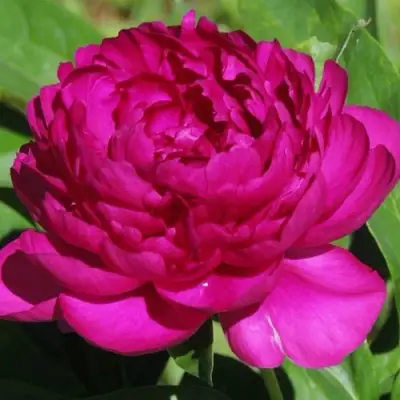 Пион БАРХАТ НОЧИ травянистый в Дзержинске