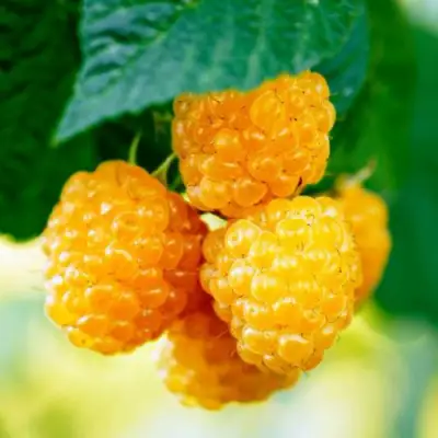 Малина МЕДОВАЯ в Дзержинске