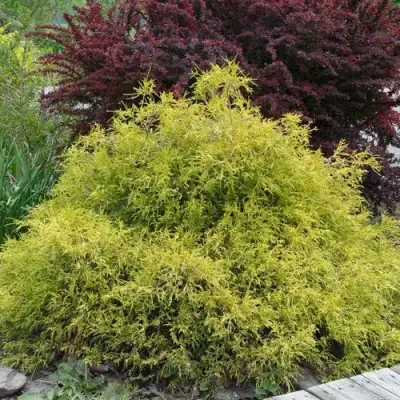 Кипарисовик ГОЛДЕН МОП горохоплодный в Дзержинске